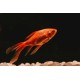 Goldfish – Live Aquarium Fish for Home Tanks