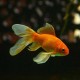 Goldfish – Live Aquarium Fish for Home Tanks