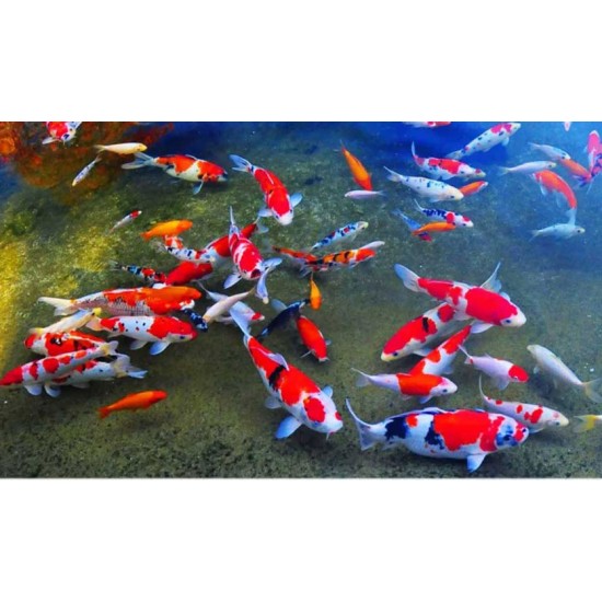 Koi Carp – Elegant and Long-Lived Pond and Aquarium Fish