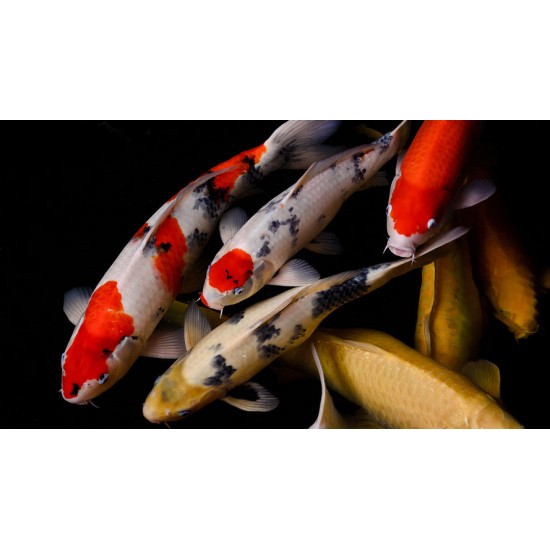 Koi Carp – Elegant and Long-Lived Pond and Aquarium Fish