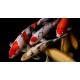 Koi Carp – Elegant and Long-Lived Pond and Aquarium Fish