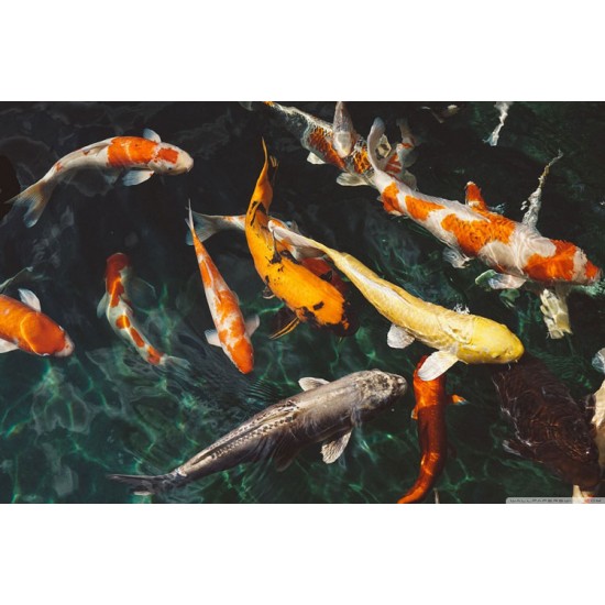 Koi Carp – Elegant and Long-Lived Pond and Aquarium Fish