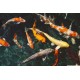 Koi Carp – Elegant and Long-Lived Pond and Aquarium Fish
