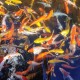 Koi Carp – Elegant and Long-Lived Pond and Aquarium Fish