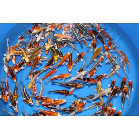 Koi Carp – Elegant and Long-Lived Pond and Aquarium Fish