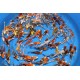 Koi Carp – Elegant and Long-Lived Pond and Aquarium Fish