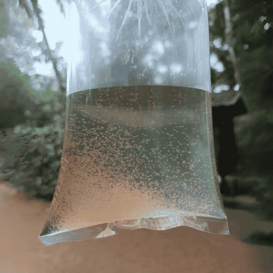 Moina – Live Fish Feed (Zooplankton Culture)