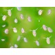 Moina – Live Fish Feed (Zooplankton Culture)