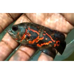 Oscar Fish – Intelligent and Territorial Freshwater Aquarium Fish