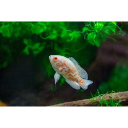 Oscar Fish – Intelligent and Territorial Freshwater Aquarium Fish