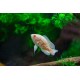 Oscar Fish – Intelligent and Territorial Freshwater Aquarium Fish