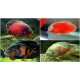 Oscar Fish – Intelligent and Territorial Freshwater Aquarium Fish