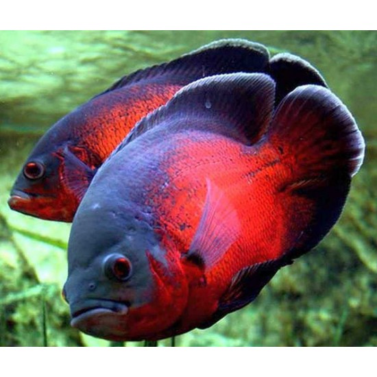 Oscar Fish – Intelligent and Territorial Freshwater Aquarium Fish