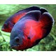 Oscar Fish – Intelligent and Territorial Freshwater Aquarium Fish