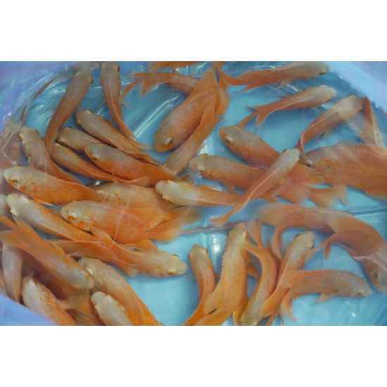 Oscar Fish – Intelligent and Territorial Freshwater Aquarium Fish