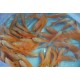 Oscar Fish – Intelligent and Territorial Freshwater Aquarium Fish