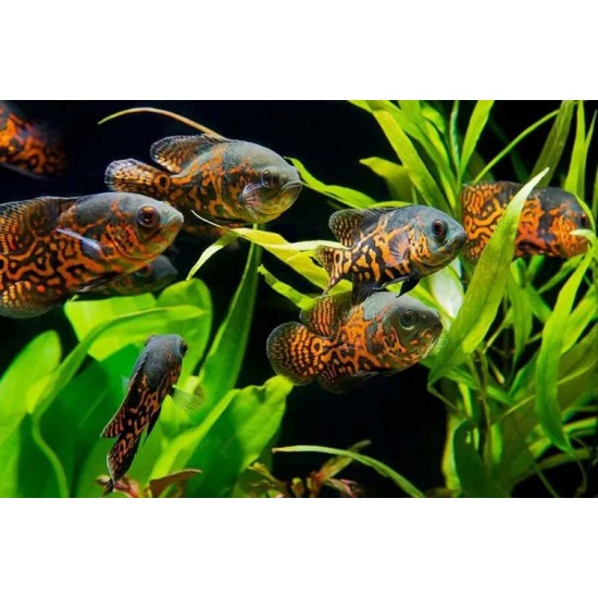 Oscar Fish – Intelligent and Territorial Freshwater Aquarium Fish