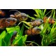 Oscar Fish – Intelligent and Territorial Freshwater Aquarium Fish
