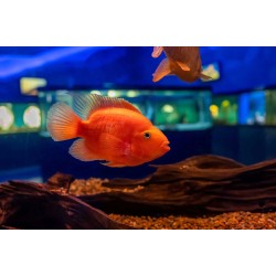 Parrot Cichlid – Vibrant Hybrid Aquarium Fish for Display Tanks