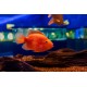 Parrot Cichlid – Vibrant Hybrid Aquarium Fish for Display Tanks