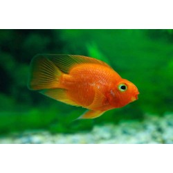 Parrot Cichlid – Vibrant Hybrid Aquarium Fish for Display Tanks