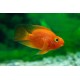 Parrot Cichlid – Vibrant Hybrid Aquarium Fish for Display Tanks