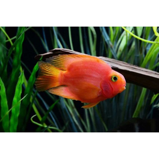 Parrot Cichlid – Vibrant Hybrid Aquarium Fish for Display Tanks