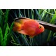 Parrot Cichlid – Vibrant Hybrid Aquarium Fish for Display Tanks