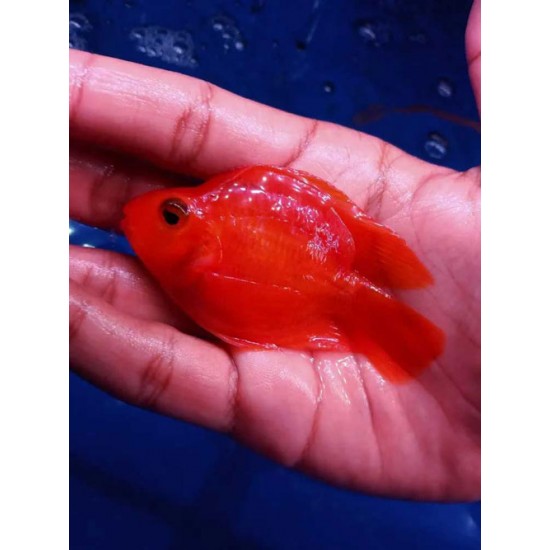 Parrot Cichlid – Vibrant Hybrid Aquarium Fish for Display Tanks