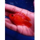 Parrot Cichlid – Vibrant Hybrid Aquarium Fish for Display Tanks