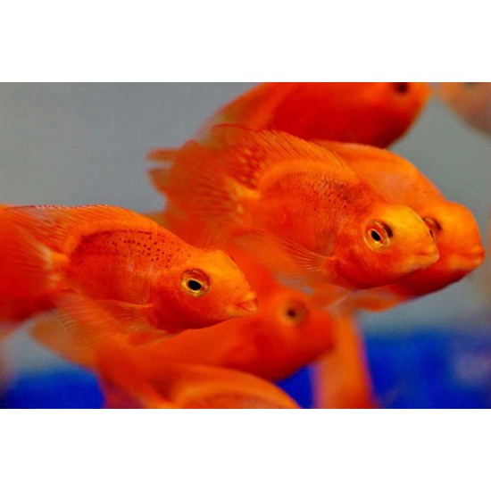 Parrot Cichlid – Vibrant Hybrid Aquarium Fish for Display Tanks