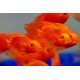 Parrot Cichlid – Vibrant Hybrid Aquarium Fish for Display Tanks