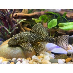 Sucker Catfish – Live Algae Cleaning Fish for Aquariums