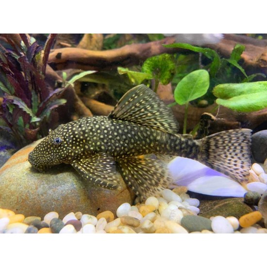 Sucker Catfish – Live Algae Cleaning Fish for Aquariums