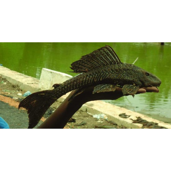 Sucker Catfish – Live Algae Cleaning Fish for Aquariums