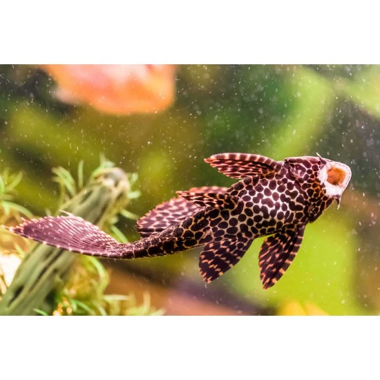 Sucker Catfish – Live Algae Cleaning Fish for Aquariums