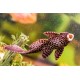 Sucker Catfish – Live Algae Cleaning Fish for Aquariums