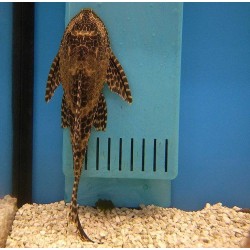 Sucker Catfish – Live Algae Cleaning Fish for Aquariums