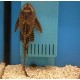 Sucker Catfish – Live Algae Cleaning Fish for Aquariums