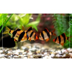 Tiger Barb – Active and Colorful Freshwater Aquarium Fish