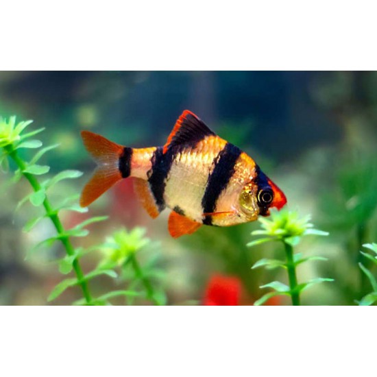 Tiger Barb – Active and Colorful Freshwater Aquarium Fish