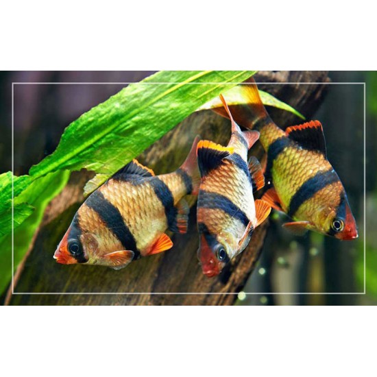 Tiger Barb – Active and Colorful Freshwater Aquarium Fish