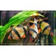 Tiger Barb – Active and Colorful Freshwater Aquarium Fish