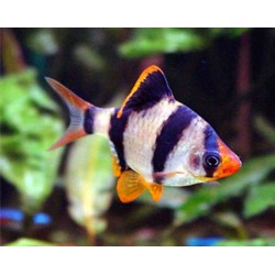 Tiger Barb – Active and Colorful Freshwater Aquarium Fish