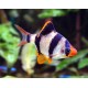 Tiger Barb – Active and Colorful Freshwater Aquarium Fish