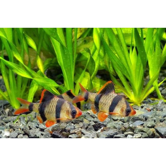 Tiger Barb – Active and Colorful Freshwater Aquarium Fish