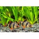 Tiger Barb – Active and Colorful Freshwater Aquarium Fish