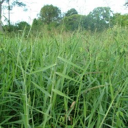 German Grass (Echinochloa polystachya) – Fodder Grass Seeds
