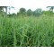 German Grass (Echinochloa polystachya) – Fodder Grass Seeds