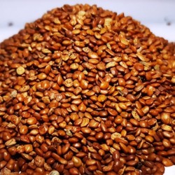 Hedge Lucerne Seeds (Desmanthus virgatus) – Dashrath / Velimasal / Dedmanthus